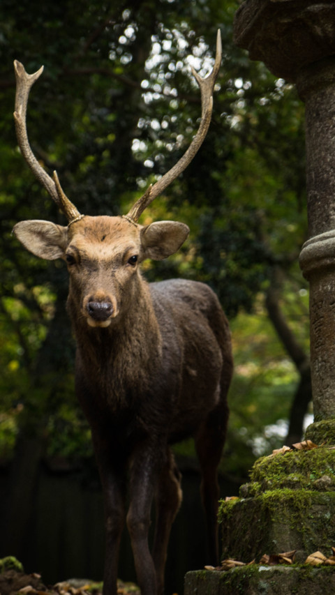 Deer (2) preview