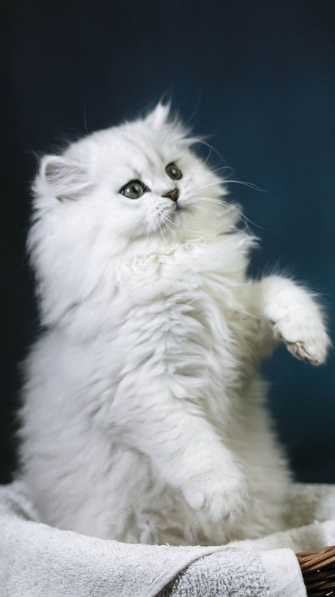 Cat (7) preview