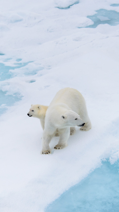 Polar Bear Mother and Cub on the Pack Ice preview