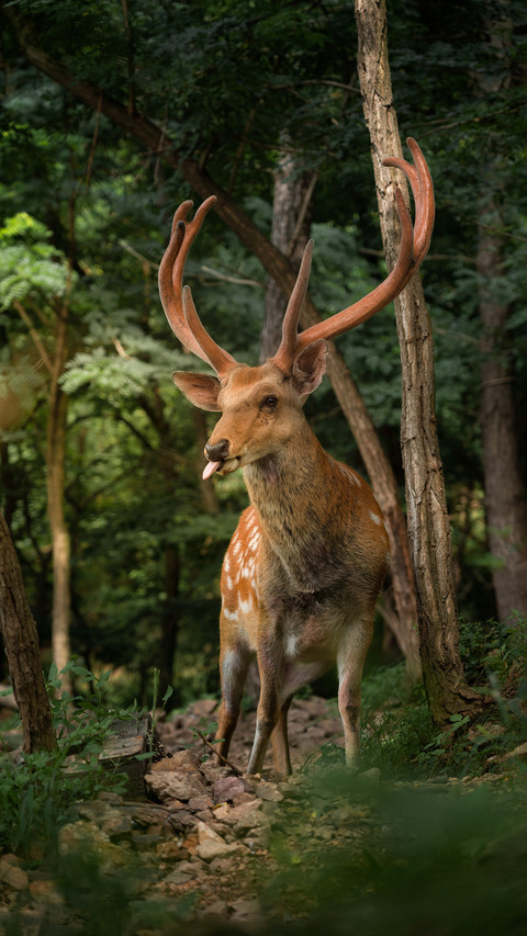 Deep in the woods one sees deer preview