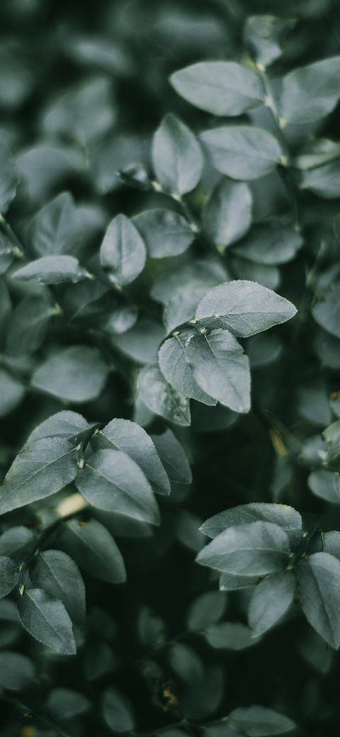 Shadows of Green Leaves-PAIXIN preview