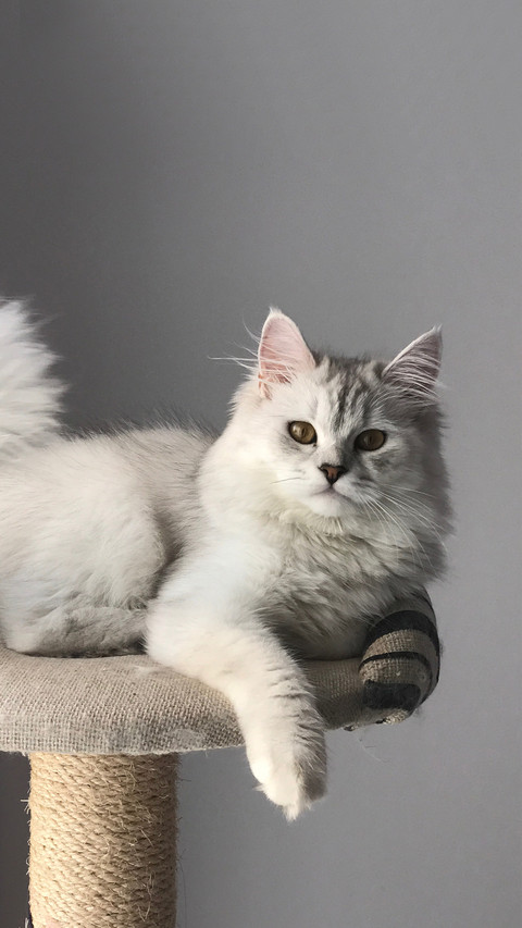 Why is the cat so cold preview