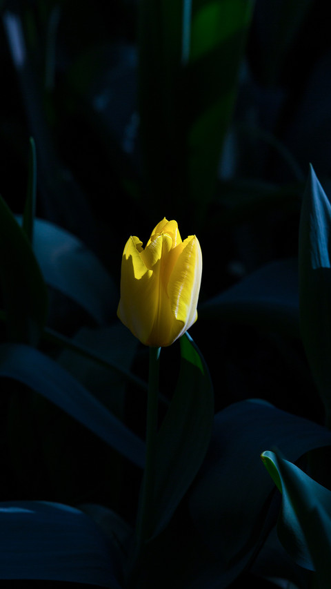 Tulips in Full Bloom in the Park in Spring preview