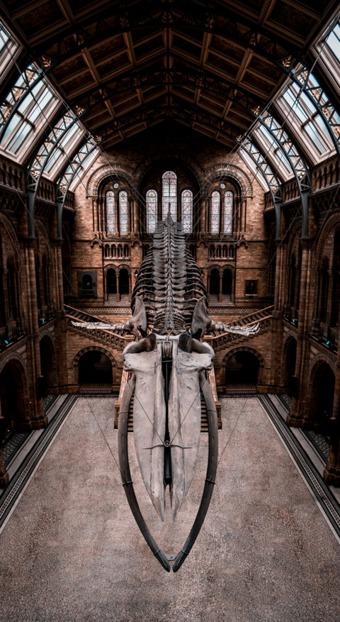 Dinosaur (13) preview