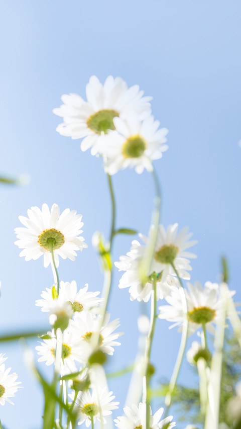 DaisyBud preview