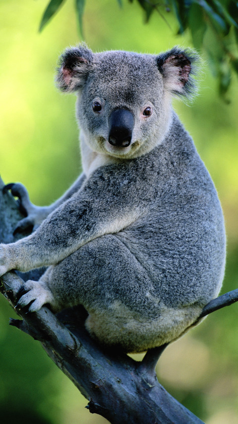 Koala australia preview