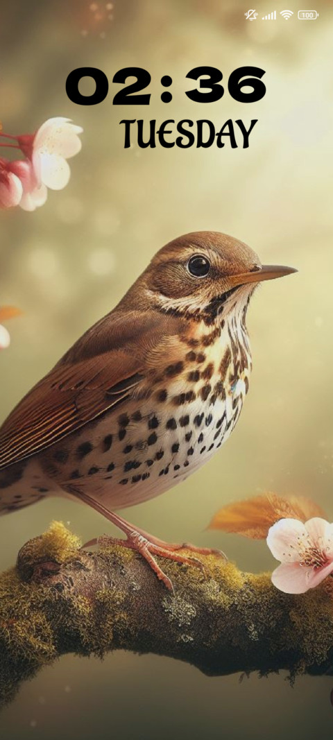 Song Thrush preview