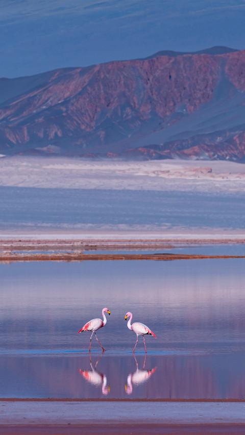James's flamingo or Puna flamingo preview