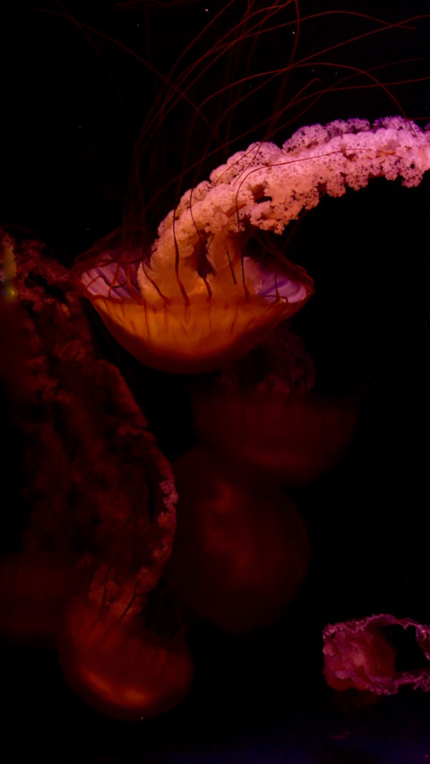 Marine Life (1) preview
