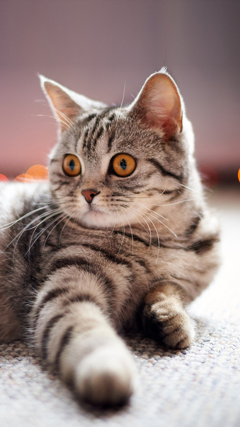 The safety of cats 6 preview