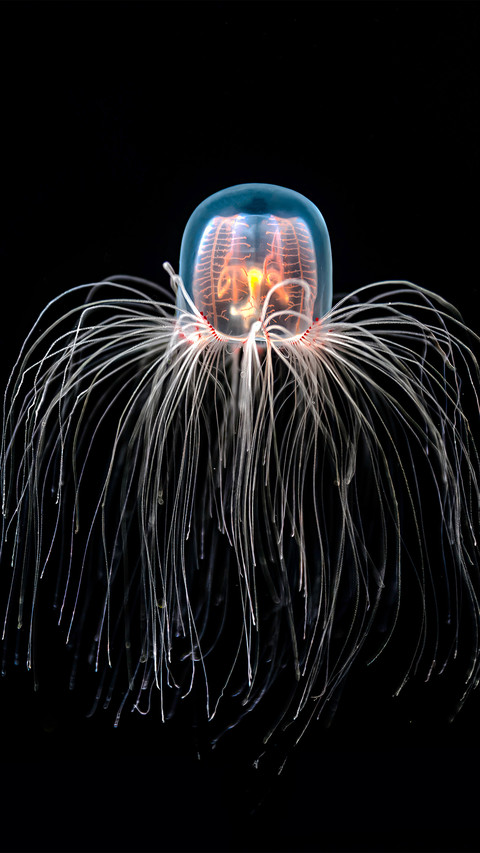 Turritopsis dohrnii on a black background preview