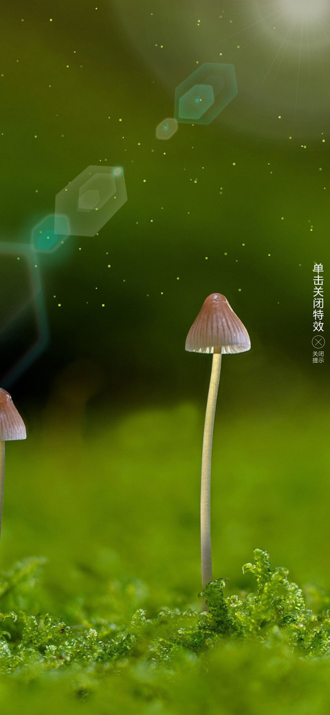 绿萌 preview