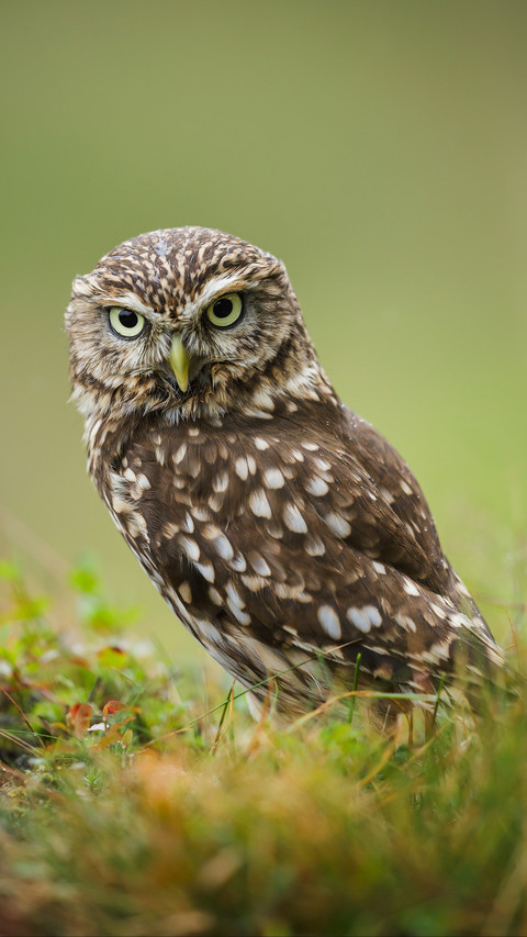 Disappearing spotted owl 30 preview