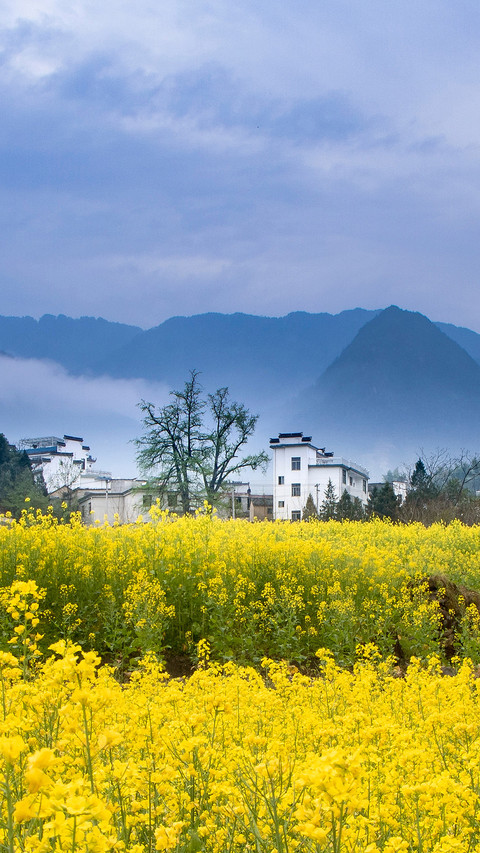 The most beautiful rape flower field in China 4 preview