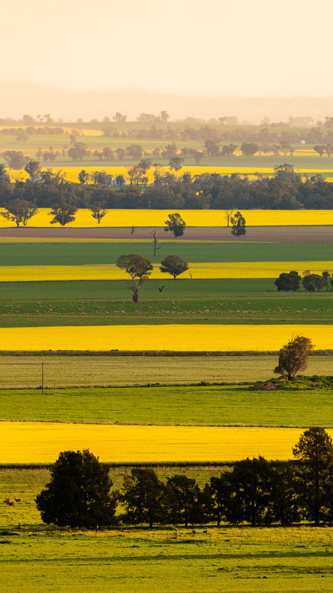Green and yellow interwoven landscape scenery preview