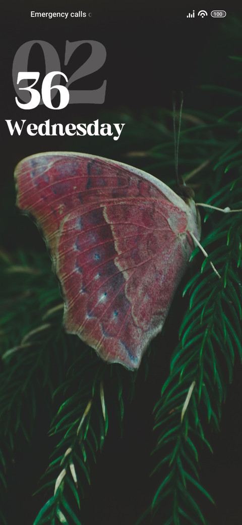 Butterfly preview