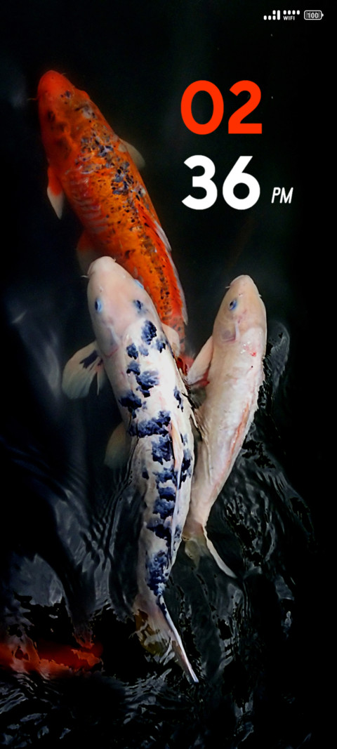 Colorful Fish preview