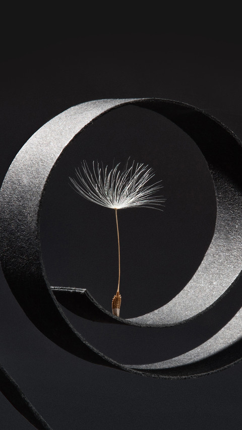 Dandelion Seeds Photographed As a Fine Art Concept preview