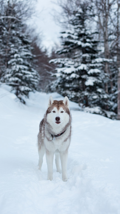 Dog (3) preview