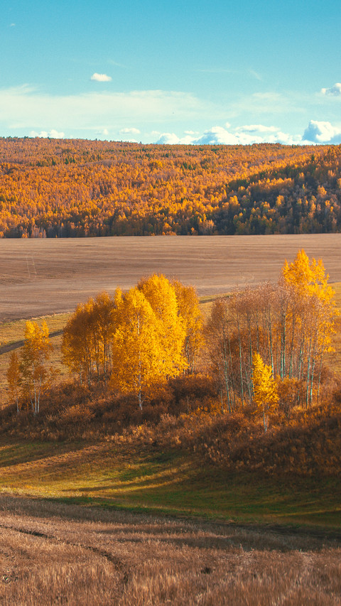 Golden forest landscape preview
