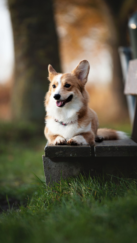 A Dog Laying on The Grass preview
