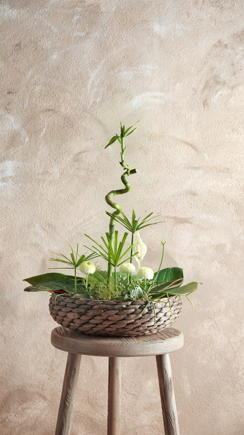 Decorative Greens, Enhancing Space with Natural Beauty preview