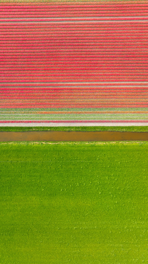 Aerial view of tulip fields in Denmark preview