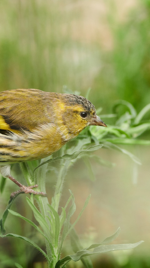The yellow finch in the grass is gnawing on the green preview