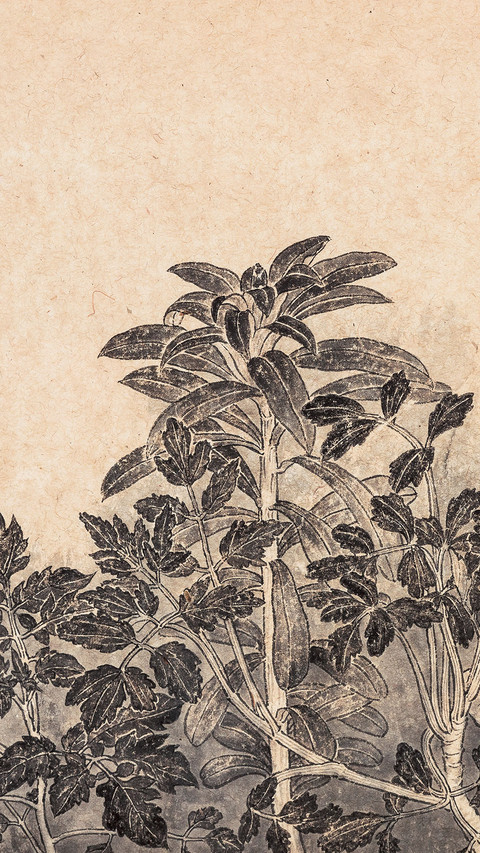 老圃的菜园子 preview