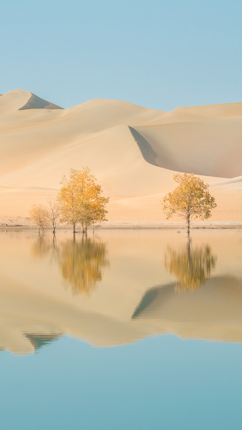 Autumn Scenery of Populus Euphratica Forest in Tarim Desert preview