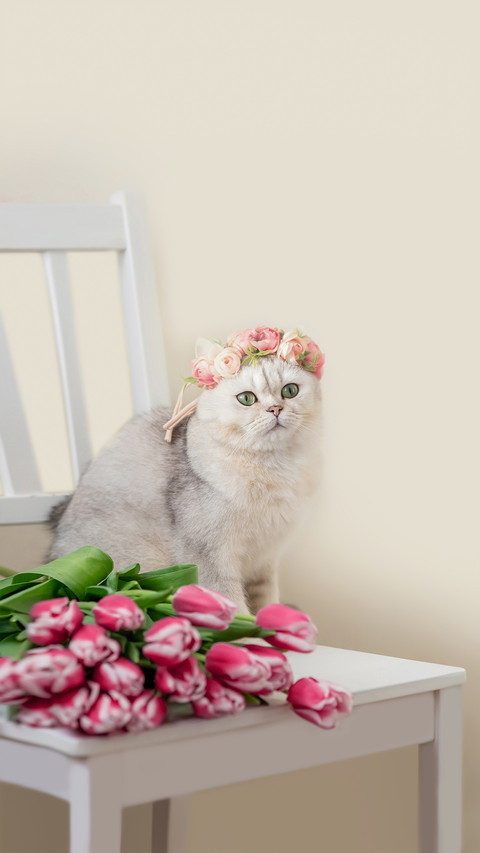 A Beautiful White Cat in a Crown of Pink Flowers preview