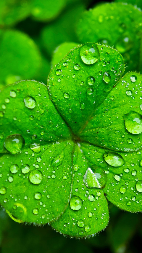Raindrops fall on the clover preview