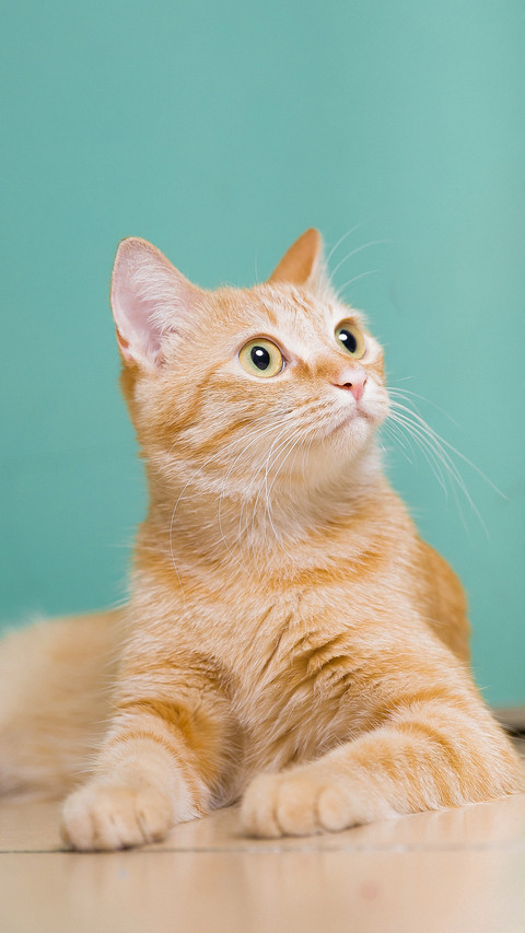 A bright and alert little cat preview