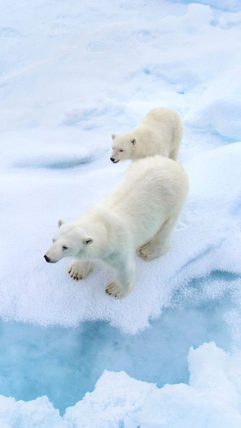 Polar Bear And Its Cub Standing on The Ice preview