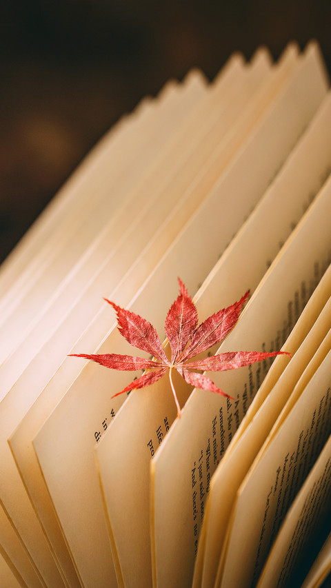 Autumn Literary Style Maple Leaf Book Picture preview