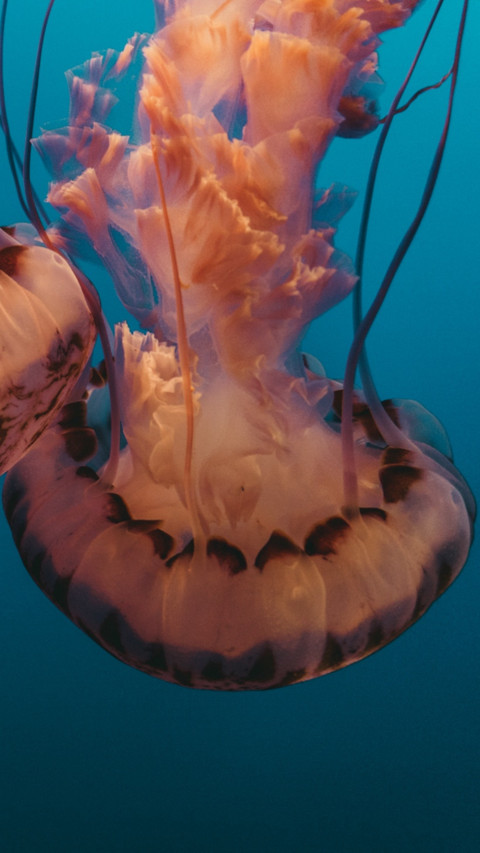 Marine Life (9) preview