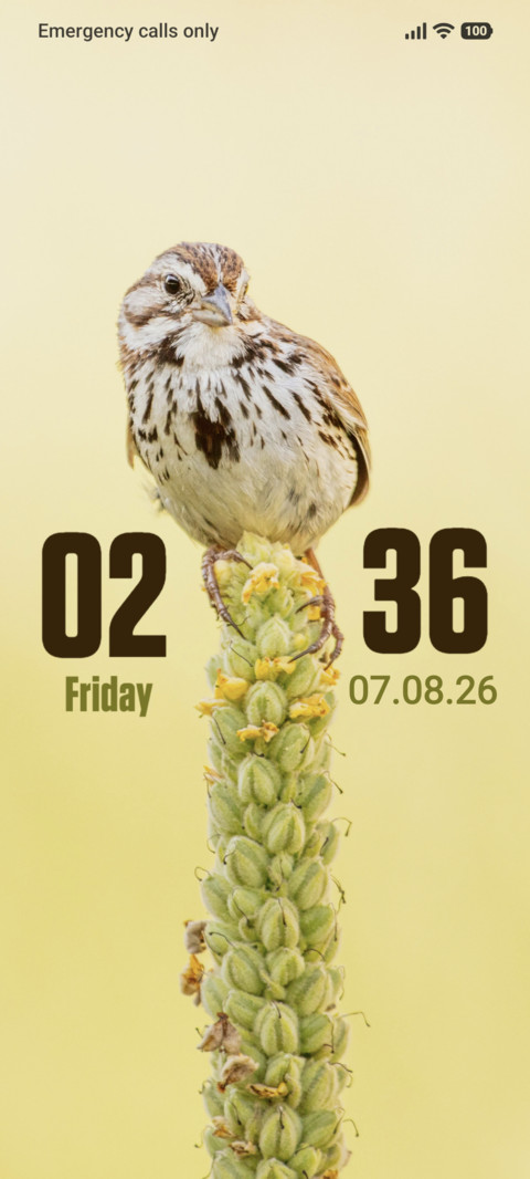 Sparrow preview