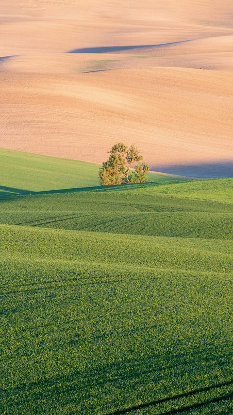 Beautiful Field of Green Wheat with Smooth Waves on Sunset preview