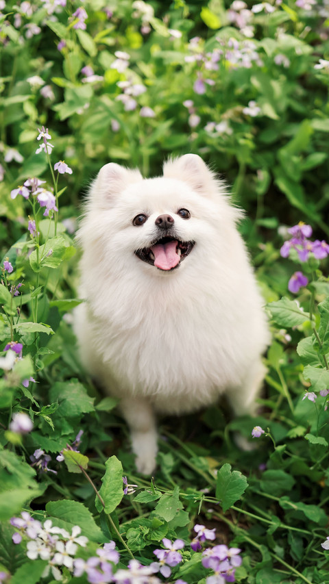 Its troublesome to walk a dog on a rainy day 40 preview
