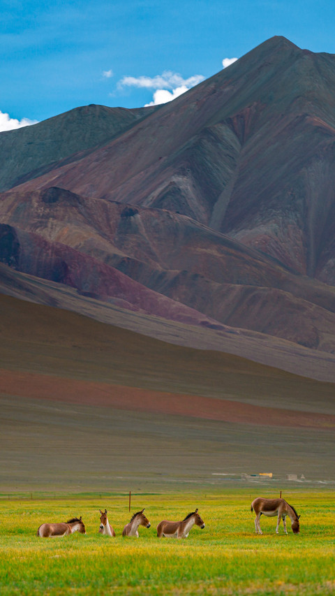 Tibetan wild donkey tribe preview