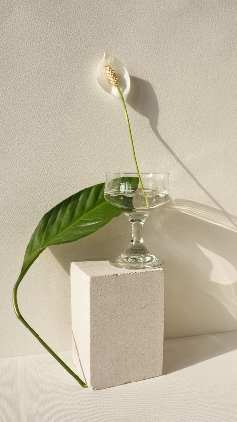 Home plants preview