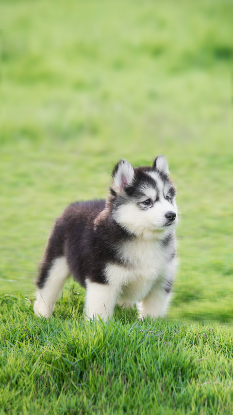 A Cute Siberian Husky Puppy on Grass preview