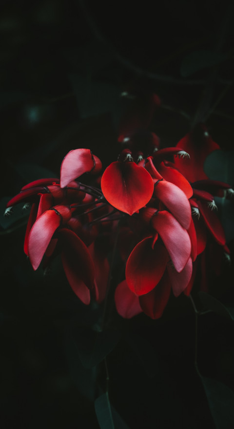 Macro Photography (26) preview