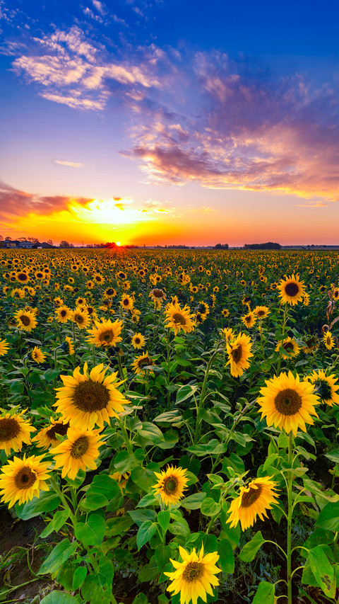 Colorful Flower Field preview