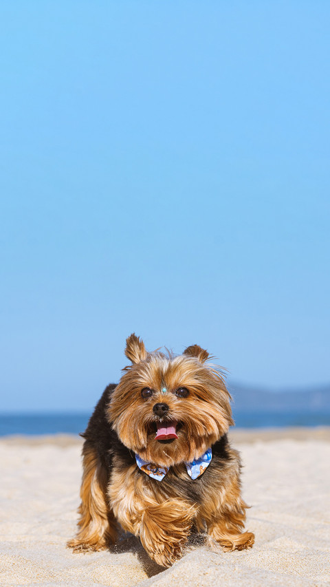 Brown pet beach funny sun happy preview