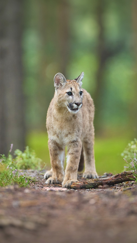 Cougars make drivers safer preview