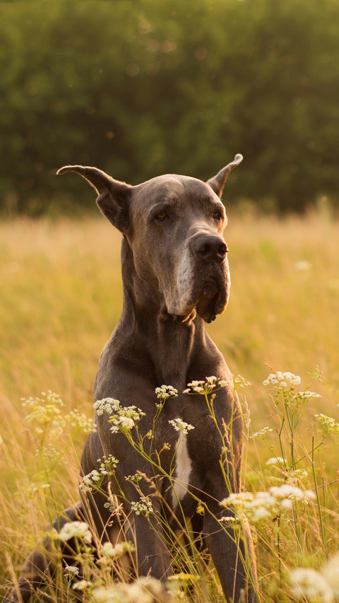 Dogs rarely seen in China 27 preview