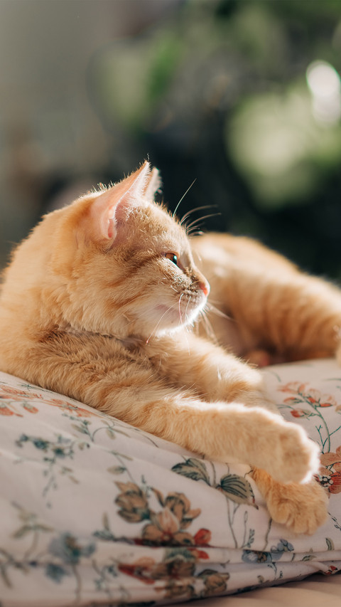 An orange cat sleeping on a white pillow preview