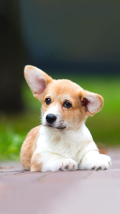 Little welsh corgi puppy lies on the lawn in the park preview