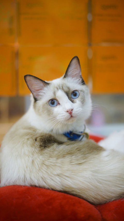 How to correct the bad habits of cats 94 preview